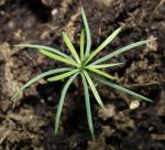 Fir Seedling