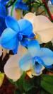 blue-and-white-orchid