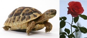 tortoise-rose