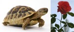 tortoise-rose