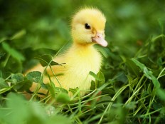 duckling-grace2